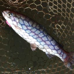 大安トラウトレイク釣果